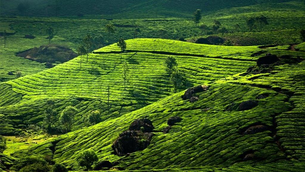 Clouds Valley Hotel Munnar Exteriör bild